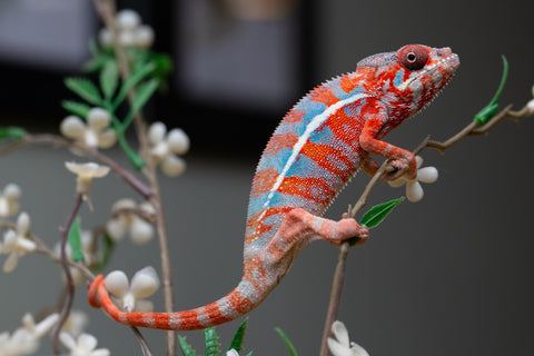 Holdbacks/Individuals: "Pick of Litter" Ambilobe offspring from "Ny-nofy" (AKA The Dream) x "Safo-drano" (AKA Deluge) - Hatched August 2025 - Male #1