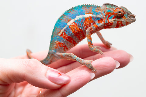 Holdbacks/Individuals: Ambilobe offspring from "Ny-nofy" (AKA The Dream) x "Safo-drano" (AKA Deluge) - Hatched August 2025 - Male #2