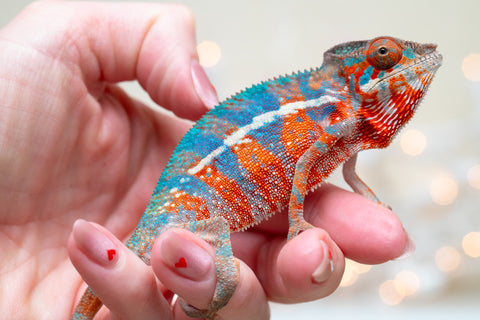 Holdbacks/Individuals: Ambilobe offspring from "Ny-nofy" (AKA The Dream) x "Safo-drano" (AKA Deluge) - Hatched August 2025 - Male #2