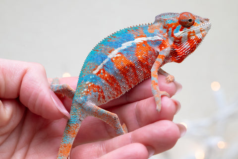 Holdbacks/Individuals: Ambilobe offspring from "Ny-nofy" (AKA The Dream) x "Safo-drano" (AKA Deluge) - Hatched August 2025 - Male #2