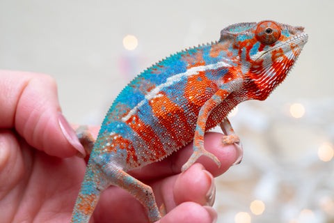 Holdbacks/Individuals: Ambilobe offspring from "Ny-nofy" (AKA The Dream) x "Safo-drano" (AKA Deluge) - Hatched August 2025 - Male #2