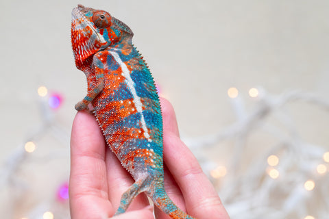 Holdbacks/Individuals: Ambilobe offspring from "Ny-nofy" (AKA The Dream) x "Safo-drano" (AKA Deluge) - Hatched August 2025 - Male #2