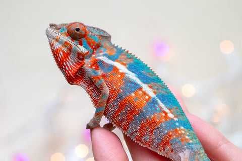 Holdbacks/Individuals: Ambilobe offspring from "Ny-nofy" (AKA The Dream) x "Safo-drano" (AKA Deluge) - Hatched August 2025 - Male #2