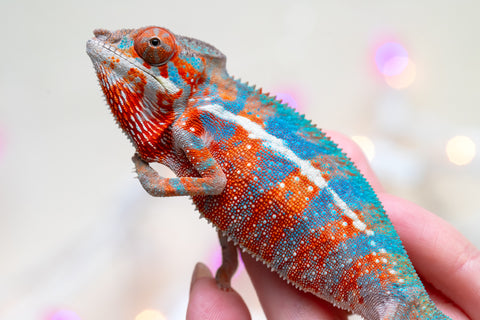 Holdbacks/Individuals: Ambilobe offspring from "Ny-nofy" (AKA The Dream) x "Safo-drano" (AKA Deluge) - Hatched August 2025 - Male #2