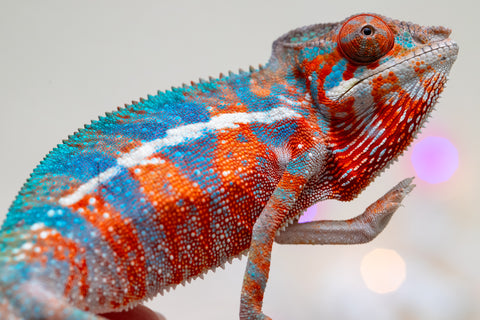 Holdbacks/Individuals: Ambilobe offspring from "Ny-nofy" (AKA The Dream) x "Safo-drano" (AKA Deluge) - Hatched August 2025 - Male #2