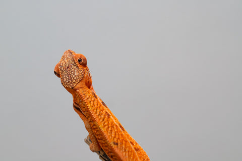 Holdbacks/Individuals: Ambilobe offspring from "Ny-nofy" (AKA The Dream) x "Safo-drano" (AKA Deluge) - Hatched Nov 2024 - Female #3