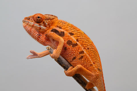 Holdbacks/Individuals: Ambilobe offspring from "Ny-nofy" (AKA The Dream) x "Safo-drano" (AKA Deluge) - Hatched Nov 2024 - Female #3