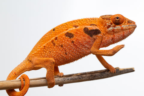 Holdbacks/Individuals: Ambilobe offspring from "Ny-nofy" (AKA The Dream) x "Safo-drano" (AKA Deluge) - Hatched Nov 2024 - Female #3