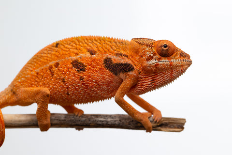 Holdbacks/Individuals: Ambilobe offspring from "Ny-nofy" (AKA The Dream) x "Safo-drano" (AKA Deluge) - Hatched Nov 2024 - Female #3