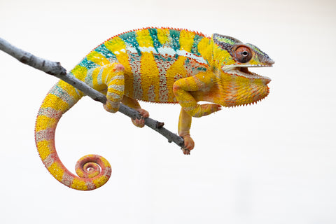 Pre-Order: Ambilobe group from "Manalina-vorombozaka" (AKA Nite Owl) x "Sira" (AKA Salt) - Hatched October 2025 - Ready To Ship: NOW