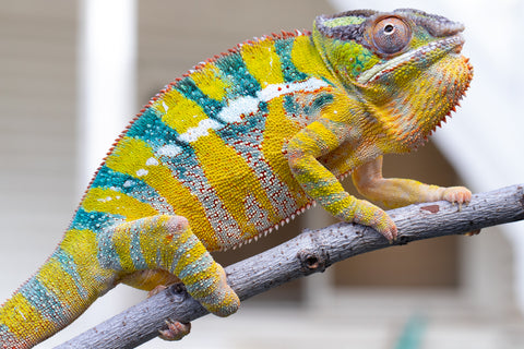 Pre-Order: Ambilobe group from "Manalina-vorombozaka" (AKA Nite Owl) x "Sira" (AKA Salt) - Hatched October 2025 - Ready To Ship: NOW