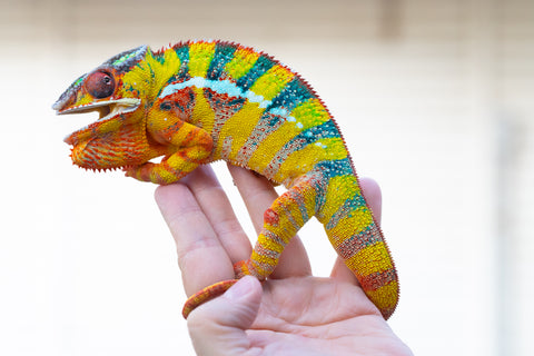 Pre-Order: Ambilobe group from "Manalina-vorombozaka" (AKA Nite Owl) x "Sira" (AKA Salt) - Hatched October 2025 - Ready To Ship: NOW