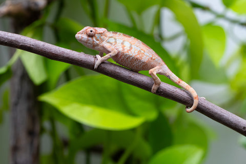 Pet Female Program! - 2.5 - 3 Month Old Individual - Female #1