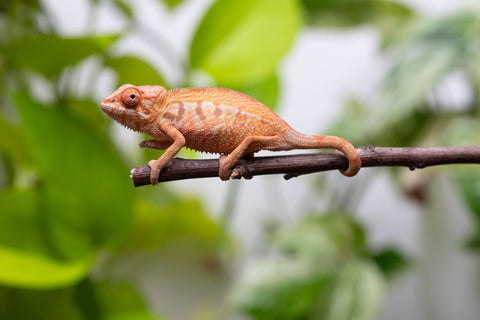 Pet Female Program! - 2.5 - 3 Month Old Individual - Female #2