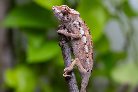 Pet Female Program! - 3 Month Old Individual - Female #1