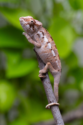 Pet Female Program! - 3 Month Old Individual - Female #1