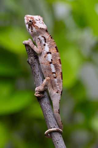 Pet Female Program! - 3 Month Old Individual - Female #1