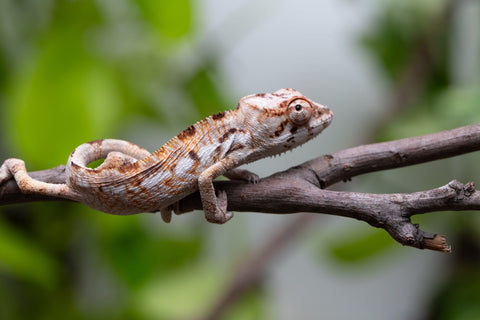 Pet Female Program! - 3 Month Old Individual - Female #1