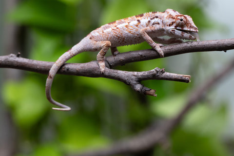 Pet Female Program! - 3 Month Old Individual - Female #1