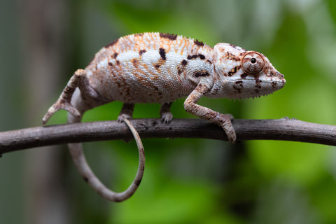 Pet Female Program! - 3 Month Old Individual - Female #1