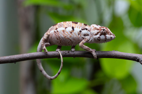 Pet Female Program! - 3 Month Old Individual - Female #1