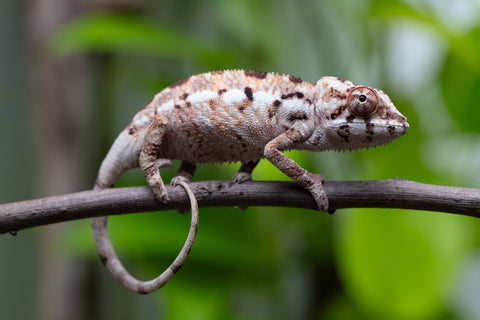 Pet Female Program! - 3 Month Old Individual - Female #1