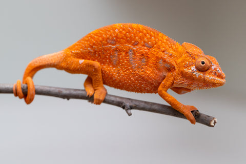 Pet Female Program! - 5 - 6 Month Old Individual - Female #1