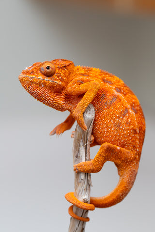 Pet Female Program! - 5 - 6 Month Old Individual - Female #1