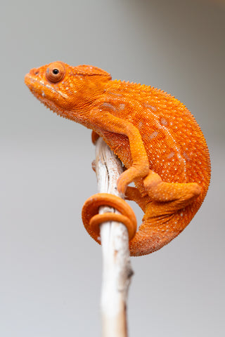 Pet Female Program! - 5 - 6 Month Old Individual - Female #1