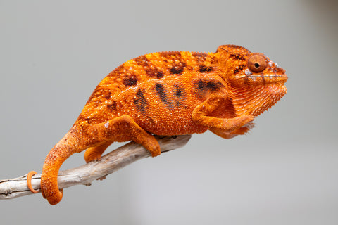 Pet Female Program! - 5 - 6 Month Old Individual - Female #1