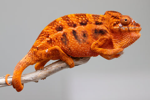 Pet Female Program! - 5 - 6 Month Old Individual - Female #1