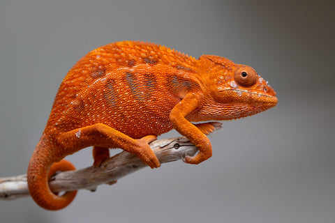 Pet Female Program! - 5 - 6 Month Old Individual - Female #1
