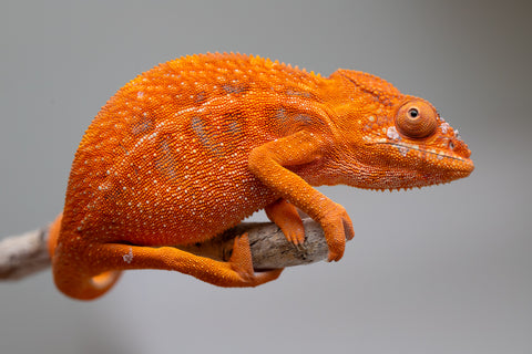 Pet Female Program! - 5 - 6 Month Old Individual - Female #1