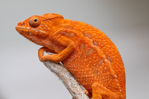 Pet Female Program! - 5 - 6 Month Old Individual - Female #1