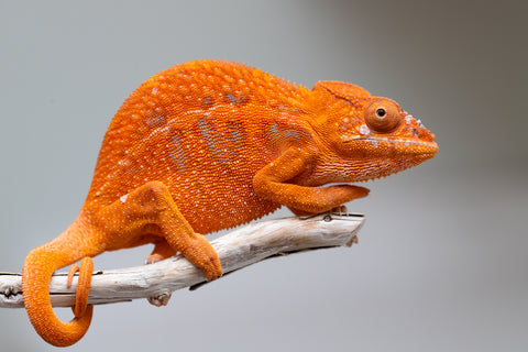 Pet Female Program! - 5 - 6 Month Old Individual - Female #1