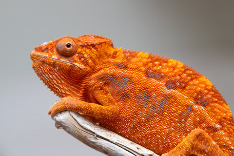 Pet Female Program! - 5 - 6 Month Old Individual - Female #1