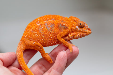Pet Female Program! - 5 - 6 Month Old Individual - Female #1