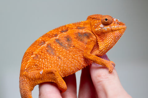 Pet Female Program! - 5 - 6 Month Old Individual - Female #1
