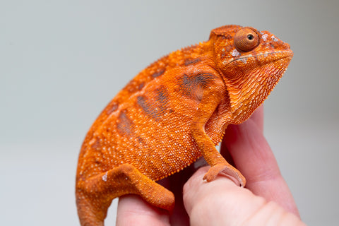 Pet Female Program! - 5 - 6 Month Old Individual - Female #1