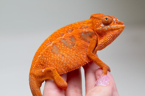 Pet Female Program! - 5 - 6 Month Old Individual - Female #1