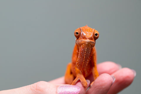 Pet Female Program! - 5 - 6 Month Old Individual - Female #1