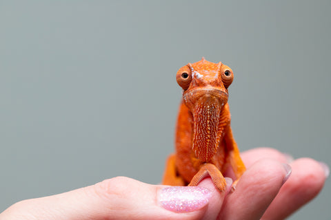 Pet Female Program! - 5 - 6 Month Old Individual - Female #1