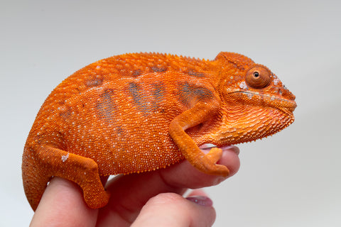 Pet Female Program! - 5 - 6 Month Old Individual - Female #1