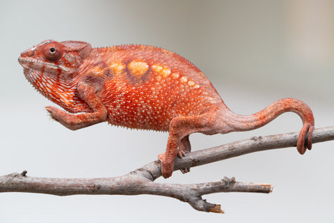 Pet Female Program! - 5 - 6 Month Old Individual - Female #2