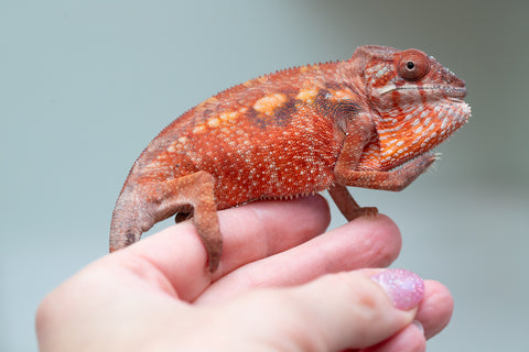 Pet Female Program! - 5 - 6 Month Old Individual - Female #2