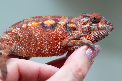 Pet Female Program! - 5 - 6 Month Old Individual - Female #2