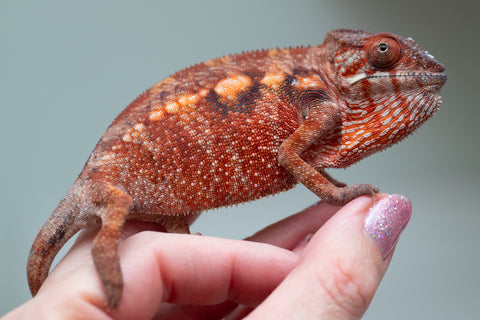 Pet Female Program! - 5 - 6 Month Old Individual - Female #2