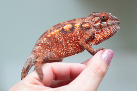 Pet Female Program! - 5 - 6 Month Old Individual - Female #2