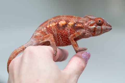 Pet Female Program! - 5 - 6 Month Old Individual - Female #2