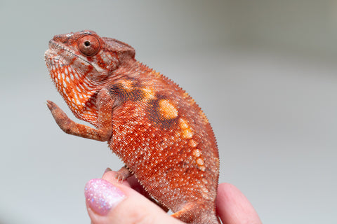 Pet Female Program! - 5 - 6 Month Old Individual - Female #2